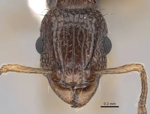 Tetramorium bicarinatum - CASENT0922948