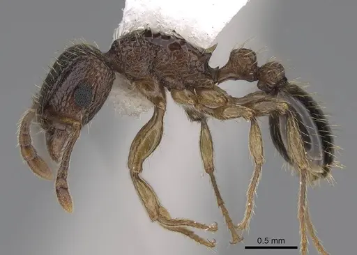 Tetramorium bicarinatum - CASENT0922948