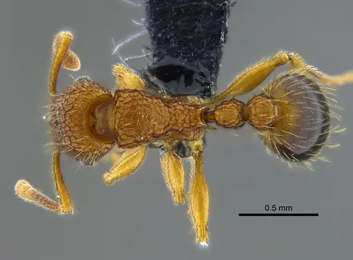 Tetramorium bicarinatum - CBUMAGENT41982