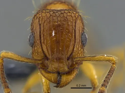 Tetramorium bicarinatum - CBUMAGENT41982