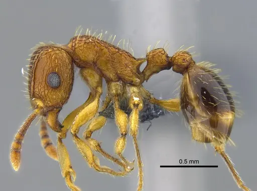 Tetramorium bicarinatum - CBUMAGENT41982