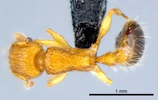 Tetramorium bicarinatum - CSIRONC0054