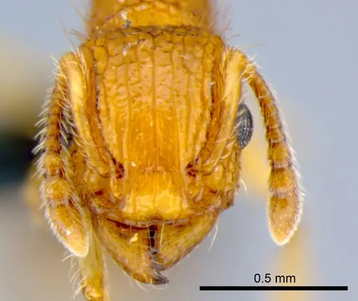 Tetramorium bicarinatum - CSIRONC0054