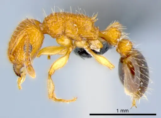 Tetramorium bicarinatum - CSIRONC0054