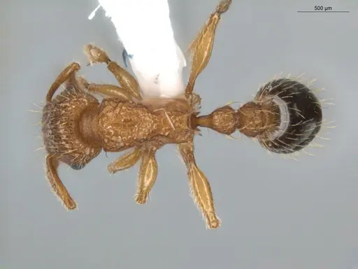 Tetramorium bicarinatum - ECOFOG-BUG-0176-10