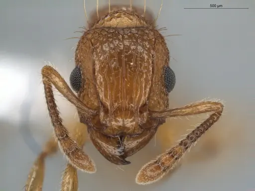 Tetramorium bicarinatum - ECOFOG-BUG-0176-10