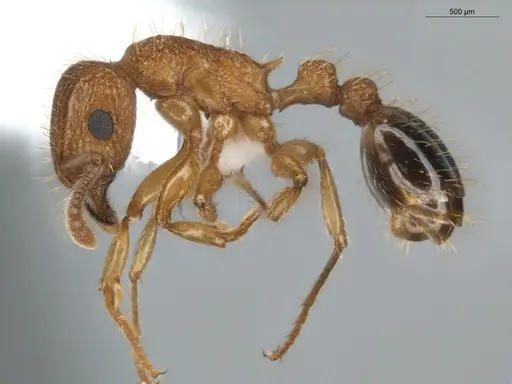 Tetramorium bicarinatum - ECOFOG-BUG-0176-10