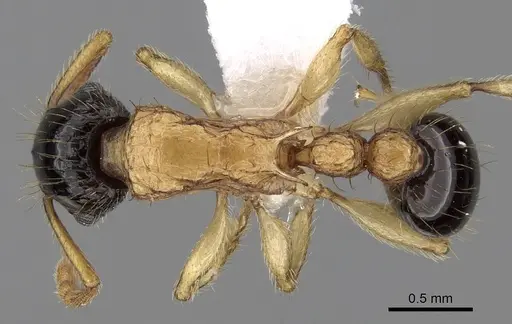 Tetramorium bicolor specimen