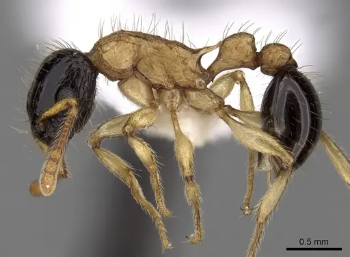 Tetramorium bicolor specimen