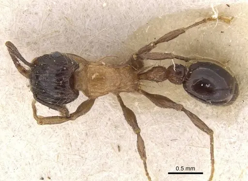 Tetramorium bicolor - CASENT0909162