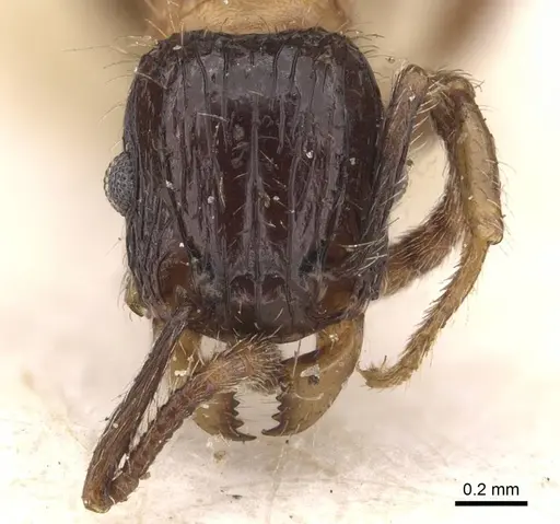 Tetramorium bicolor - CASENT0909162