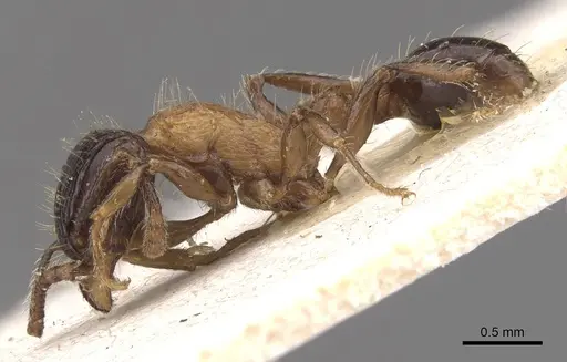 Tetramorium bicolor - CASENT0909162