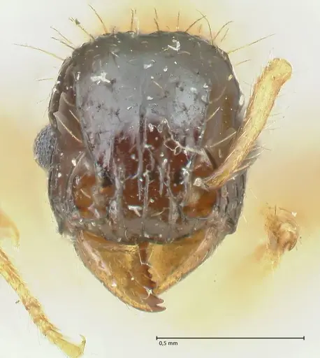 Tetramorium bicolor - FOCOL2074