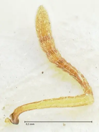 Tetramorium bicolor - FOCOL2074