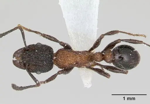 Tetramorium bicolorum specimen