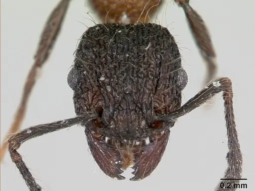 Tetramorium bicolorum specimen