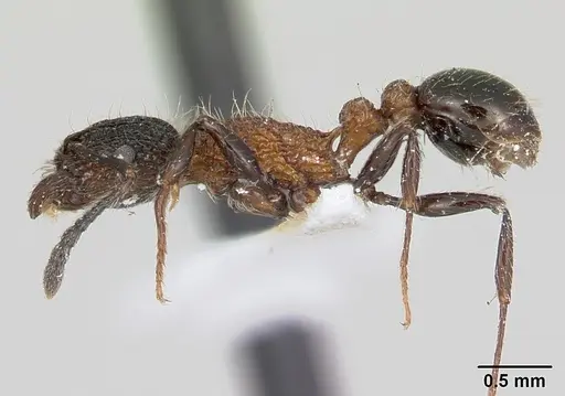 Tetramorium bicolorum specimen