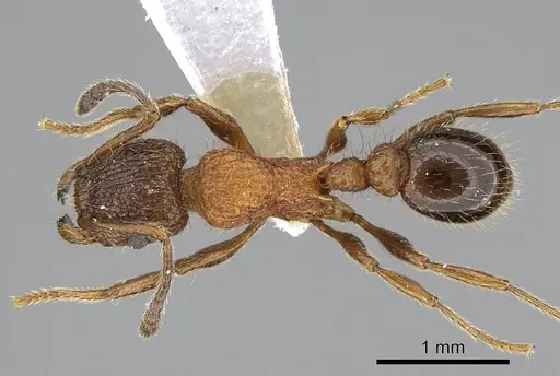 Tetramorium bicolorum - CASENT0914507