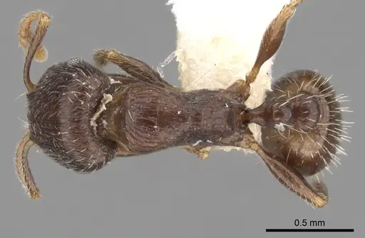 Tetramorium biskrense specimen