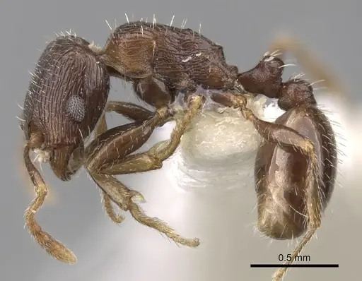 Tetramorium biskrense specimen
