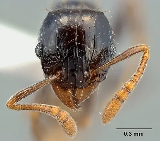 Tetramorium boehmei specimen