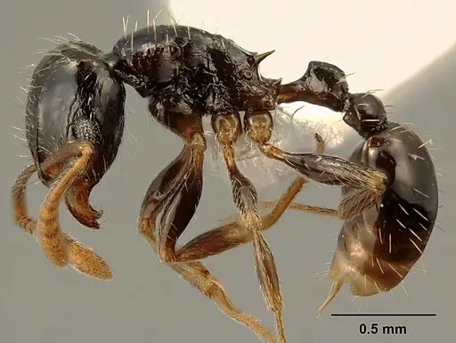 Tetramorium boehmei specimen