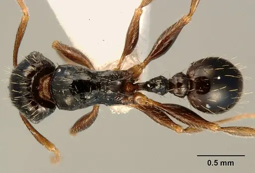 Tetramorium boehmei - CASENT0217239