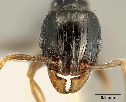 Tetramorium boehmei - CASENT0217239