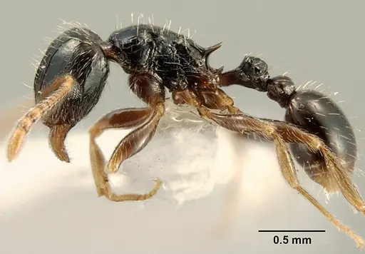 Tetramorium boehmei - CASENT0217239