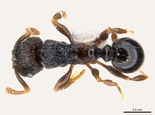 Tetramorium boltoni specimen