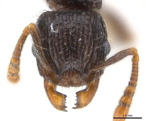 Tetramorium boltoni specimen
