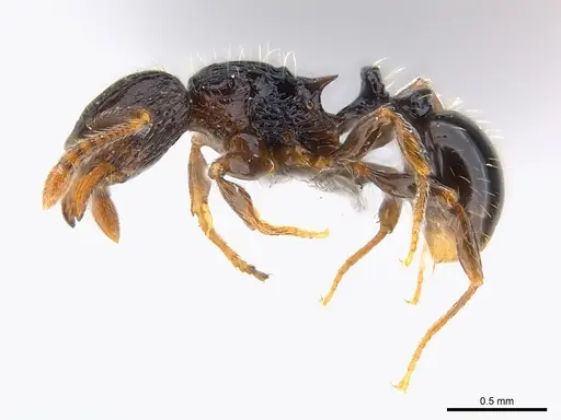 Tetramorium boltoni specimen
