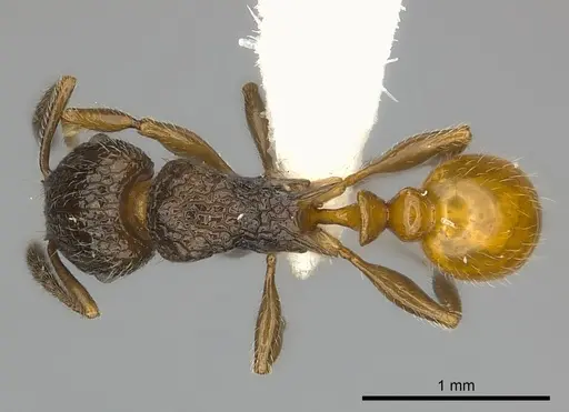 Tetramorium bonibony specimen