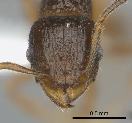 Tetramorium bonibony specimen