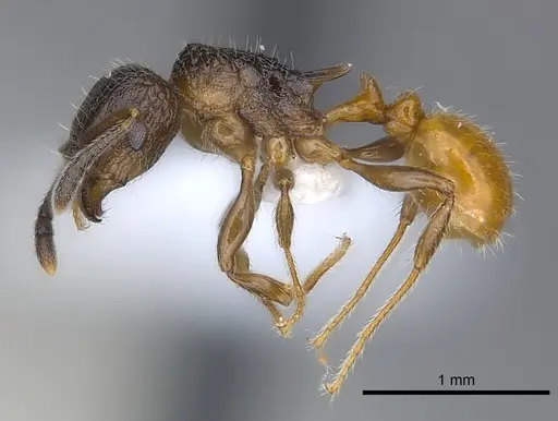 Tetramorium bonibony specimen