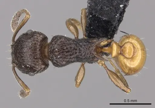 Tetramorium bonibony - CASENT0486252