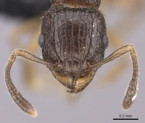 Tetramorium bonibony - CASENT0486252