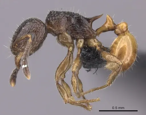 Tetramorium bonibony - CASENT0486252