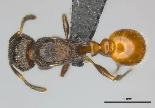 Tetramorium bonibony - CASENT0486291