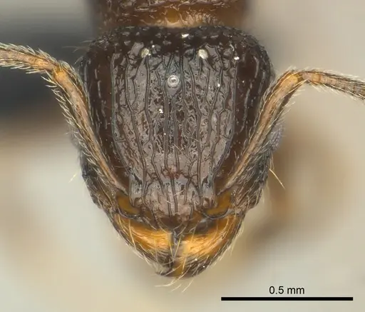 Tetramorium bonibony - CASENT0486291