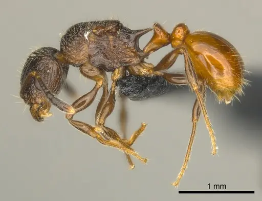 Tetramorium bonibony - CASENT0486291