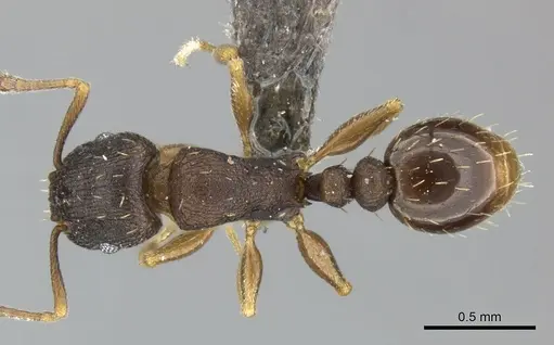 Tetramorium bothae specimen