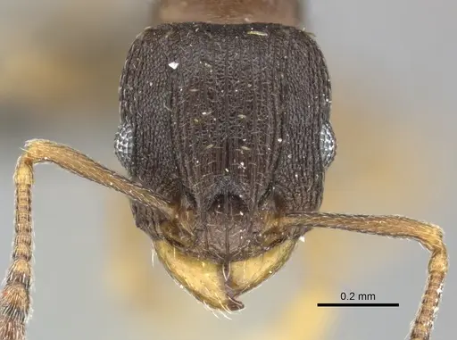 Tetramorium bothae specimen