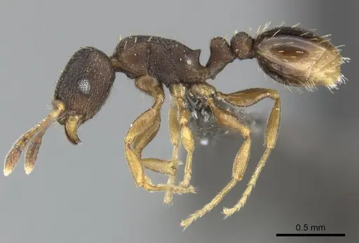 Tetramorium bothae specimen
