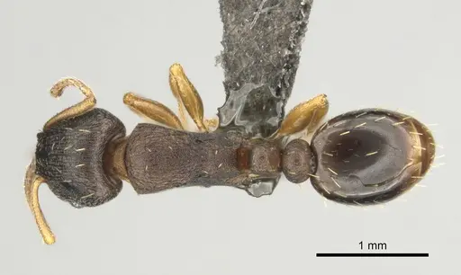 Tetramorium bothae - CASENT0256333