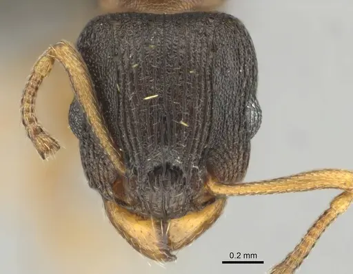 Tetramorium bothae - CASENT0256333