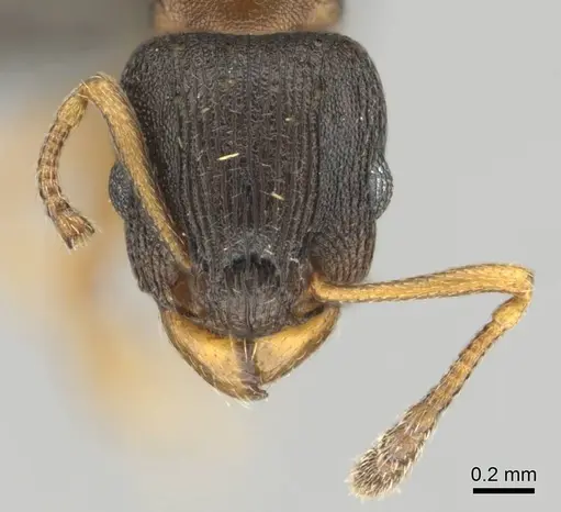 Tetramorium bothae - CASENT0256333