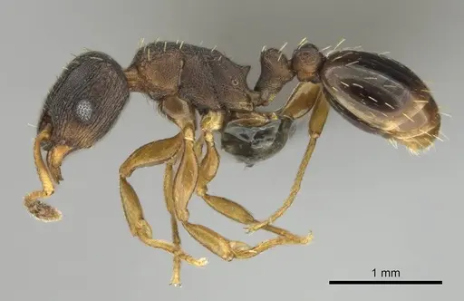 Tetramorium bothae - CASENT0256333
