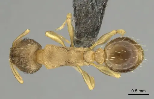 Tetramorium bothae - CASENT0256340