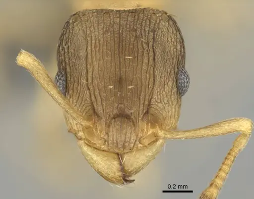 Tetramorium bothae - CASENT0256340